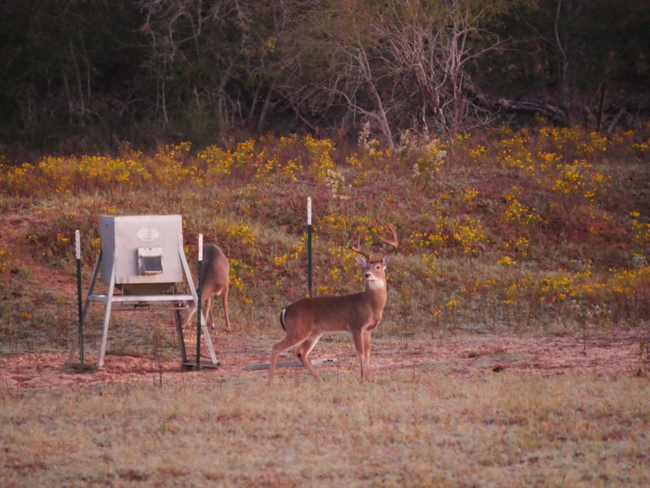 Peak Deer Rut 2021 | Calendar Printables Free Blank With  Deer Rut Calendar 2021