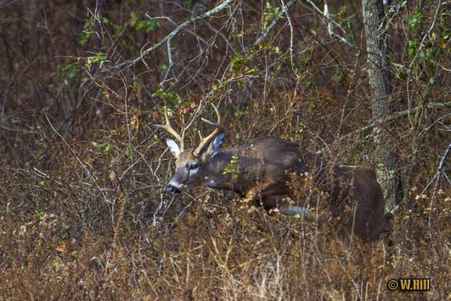 Pennsylvania Wildlife Photographer: More Whitetail Rut Images  Pennsylvania Deer Rut