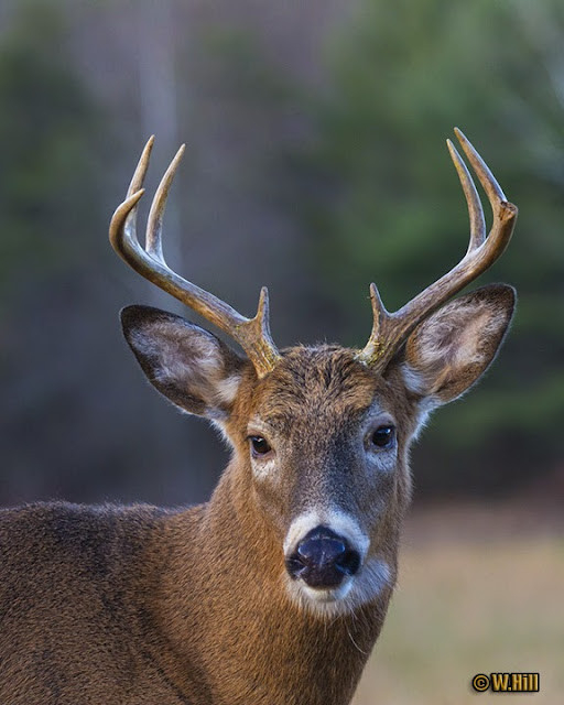 Pennsylvania Wildlife Photographer: More Whitetail Rut Images  Pennsylvania Deer Rut