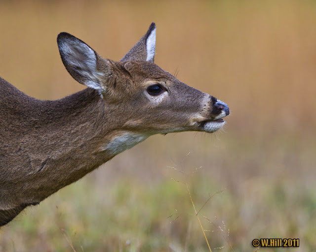 Pennsylvania Wildlife Photographer: More Whitetail Rut  Pennsylvania Deer Rut