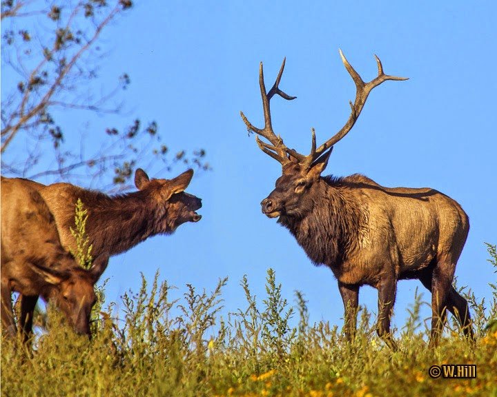 Pennsylvania Wildlife Photographer: Pa Elk Rut Underway  Pa Rut