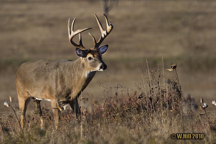 Pennsylvania Wildlife Photographer: Photos From The  Pa Rut