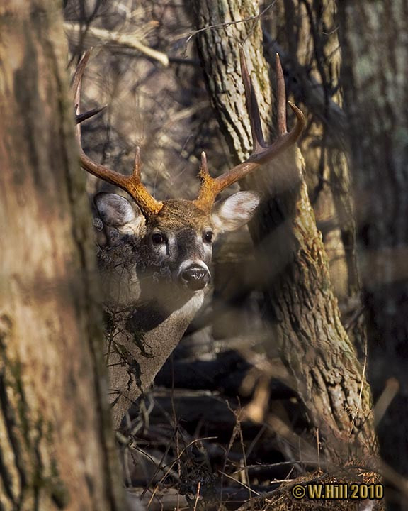 Pennsylvania Deer Rut Template Calendar Design