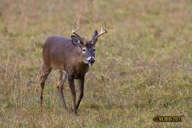Pennsylvania Wildlife Photographer: Whitetail Rut Peaks In  Pennsylvania Deer Rut