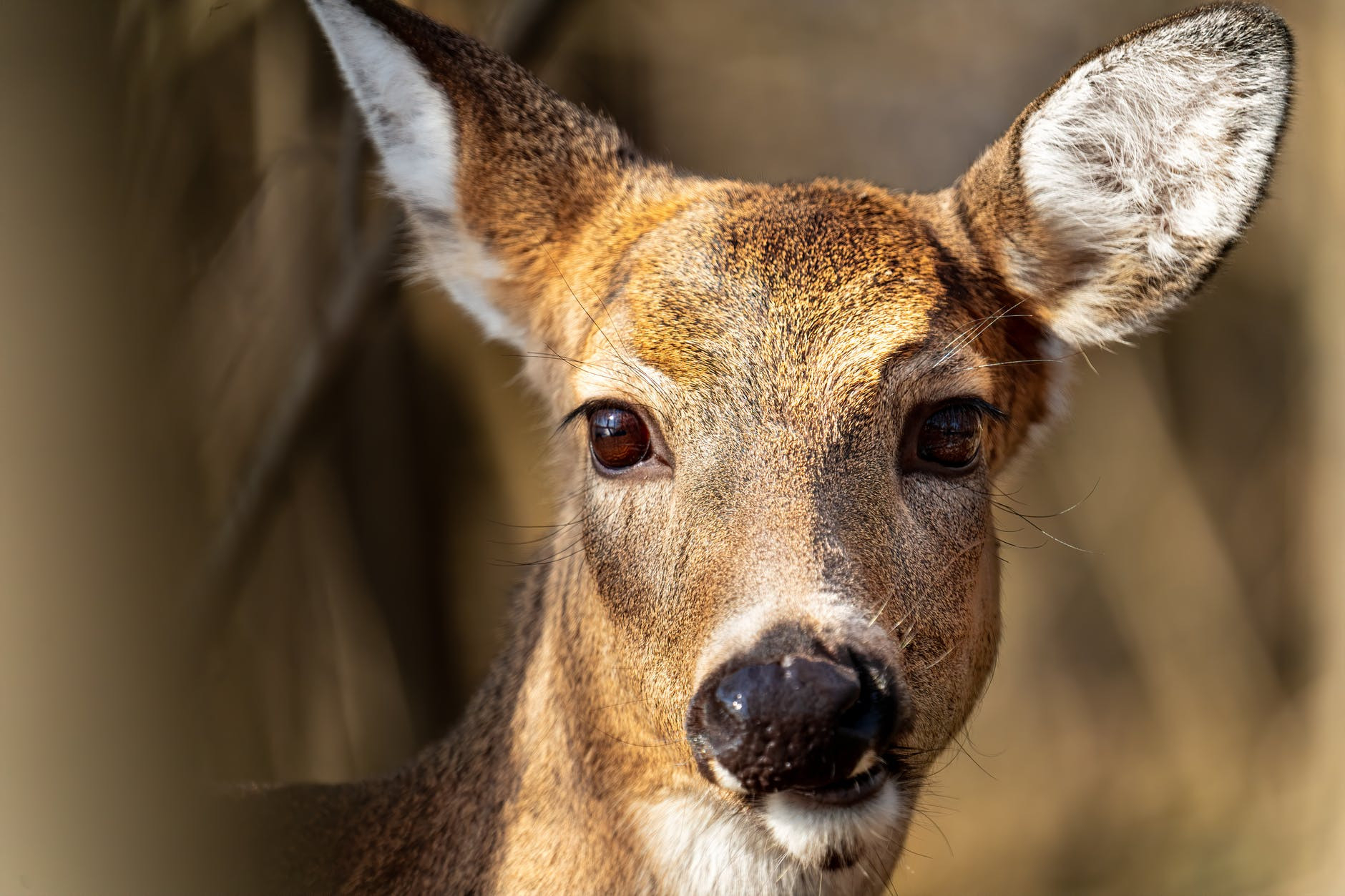 Politics And White-Tailed Deer Management: Yep, There Is A  Ny Deer Rut