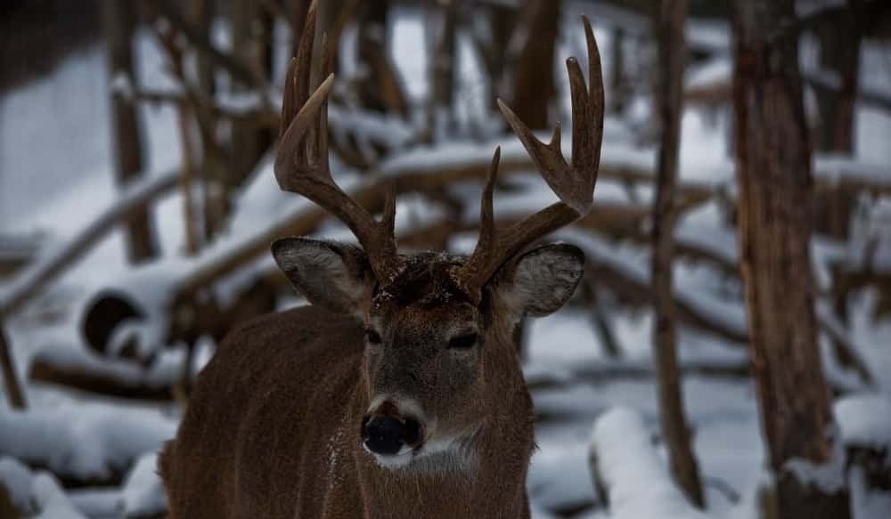 Va Deer Rut 2021 | Calendar Template Printable  Deer Rut For 2021