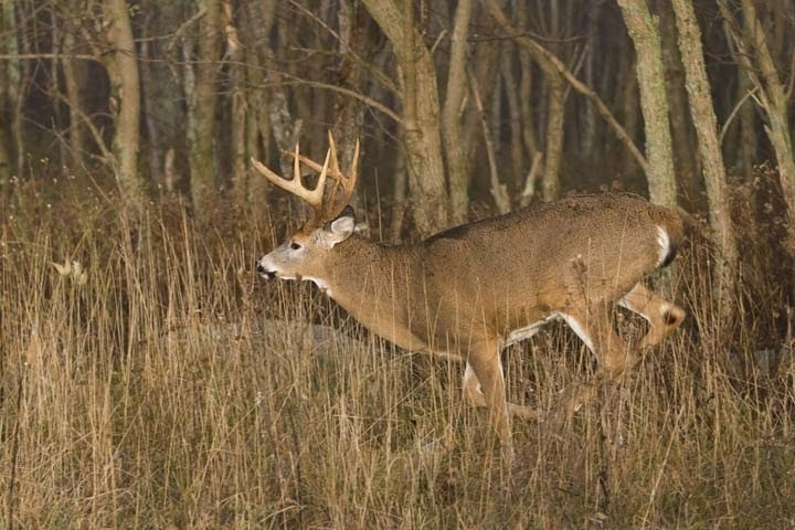 Va Deer Rut 2021 | Calendar Template Printable  Pa Rut