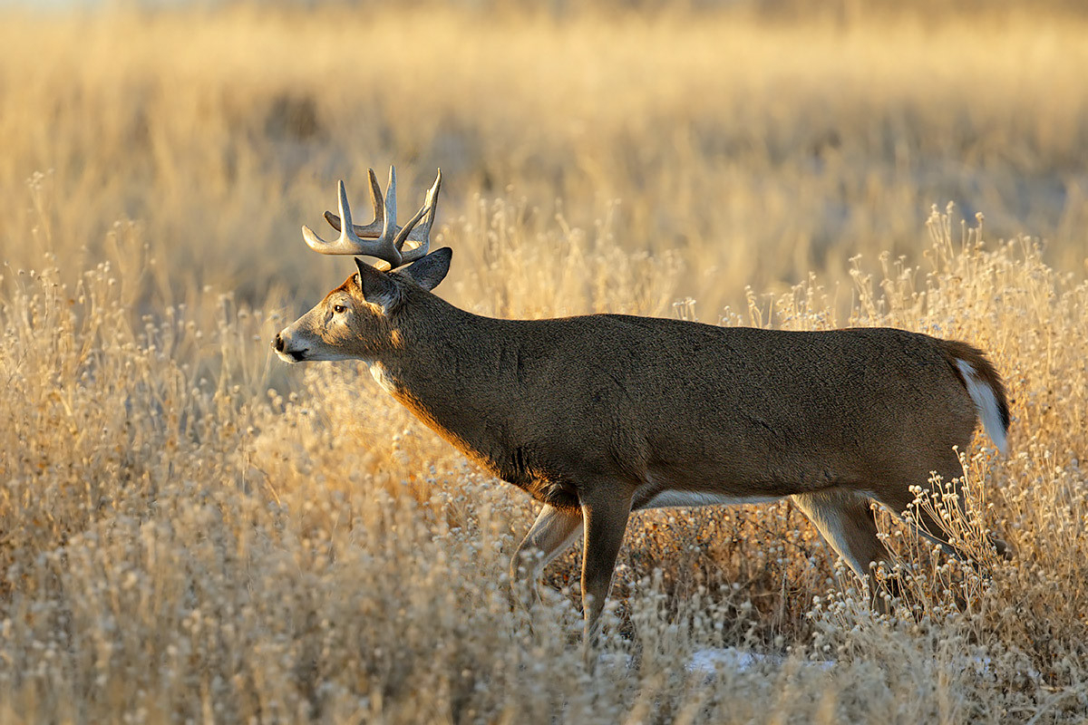 Western Deer Rut 2 - Fm Forums  Ny Deer Rut