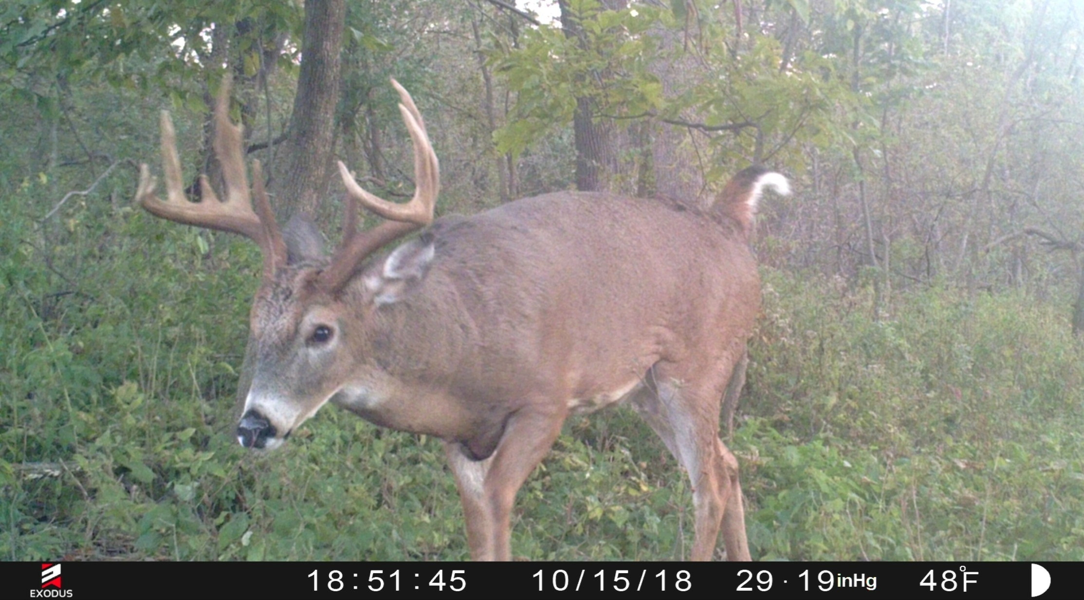 When Is The Peak Of The Rut In Pa. In 2021 - Template  When Will The Deer Rut Be In Pa 2021