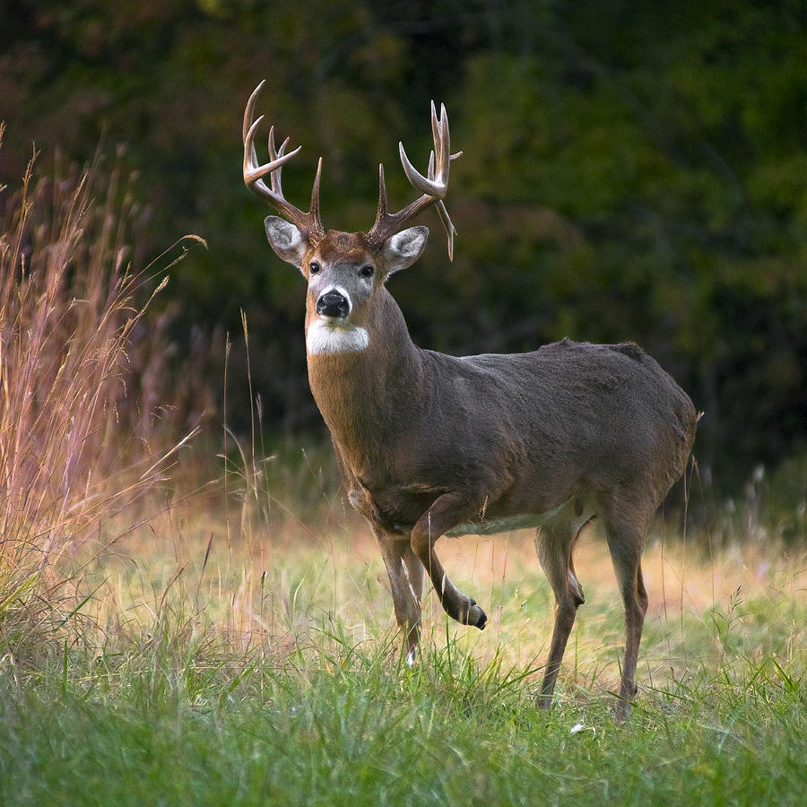 Whitetail Deer In Rut Photographgarett Gabriel  Pa Rut