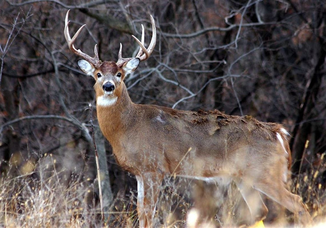 Whitetail Pre Rut Dates In Pa - Template Calendar Design  Pennsylvania Deer Rut