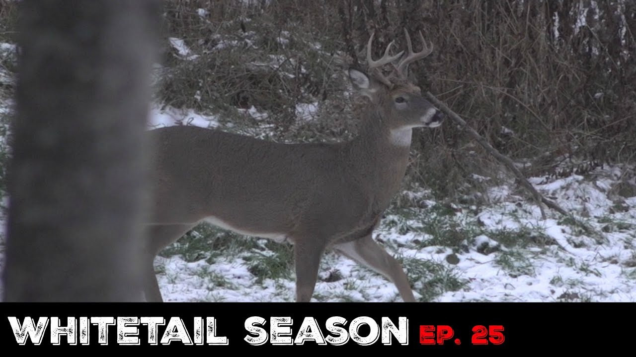 Whitetail Rut Hunting! - Pa Archery Season (Rut Vacation  When Is The Deer Rut In Ne Pennsylvania