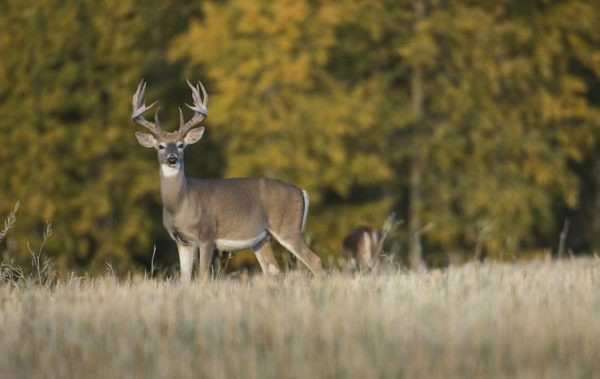 Whitetail  When Is The Deer Rut In Northern Ny