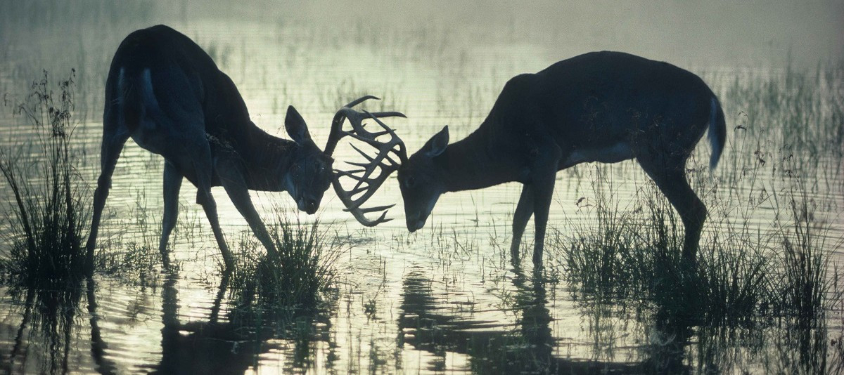 2014 Rut Predictions - Legendary Whitetails - Legendary  Deer Second Rut Calendar Ny