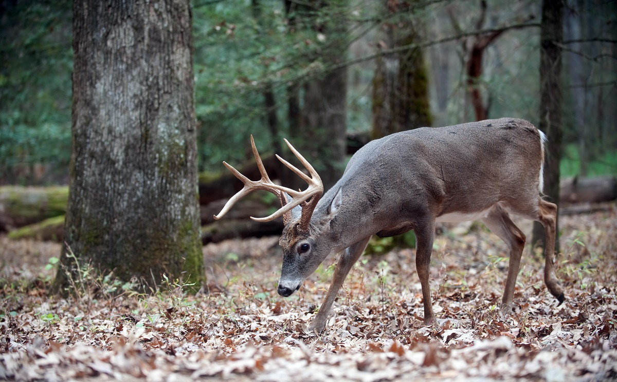 2016 Rut Predictions For Every Theory - Legendary  Deer Second Rut Calendar Ny