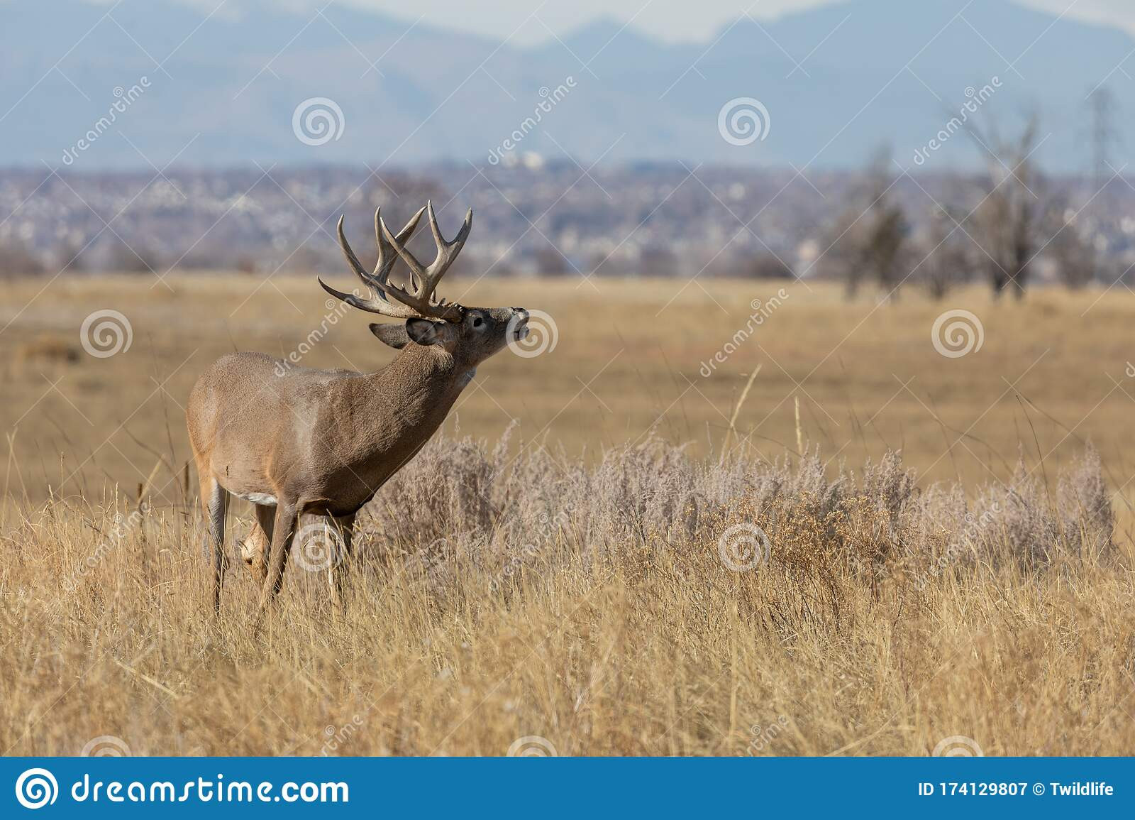 Buck Whitetail Deer In The Fall Rut In Colorado Stock  When Is The White Tail Rut In Mo