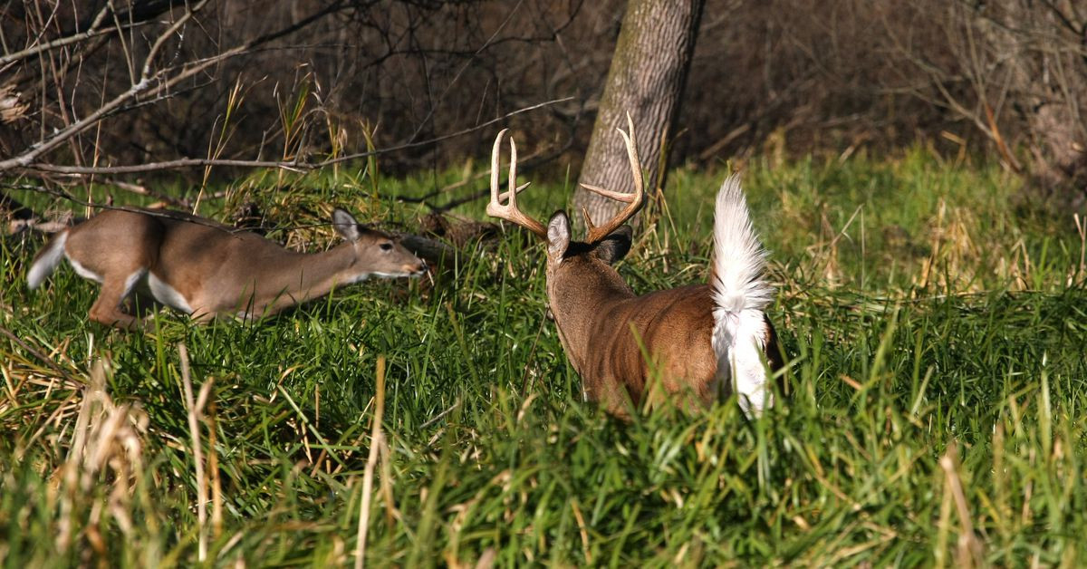 Deer Rut 2021 | Calendar Printables Free Blank  When Is The White Tail Rut In Mo