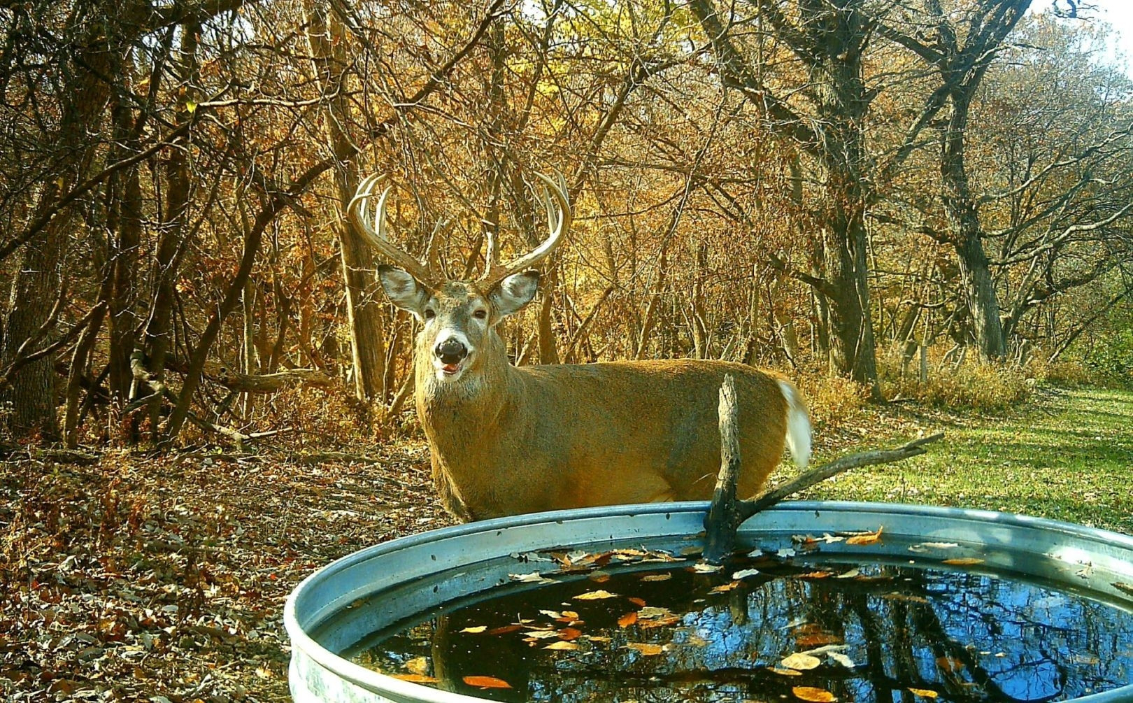 Deer Rut Predicted Dates For 2021 | Calendar Template  Pa. Deer Rut Dates