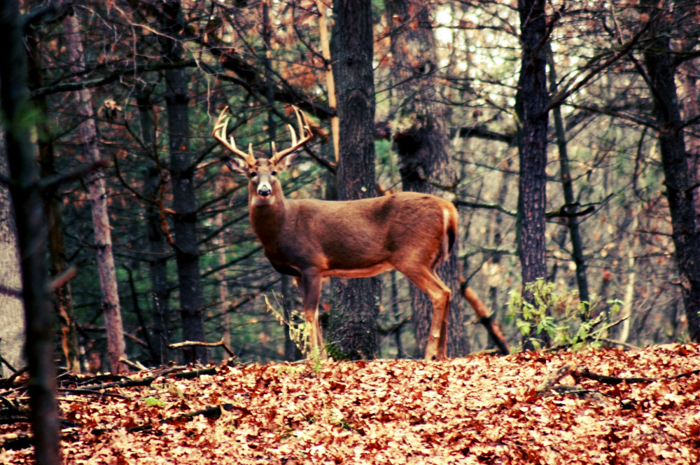 Guided Deer Hunting Wisconsin | High Fence Hunts Wi  When Is Whitetail Rut Expected In My