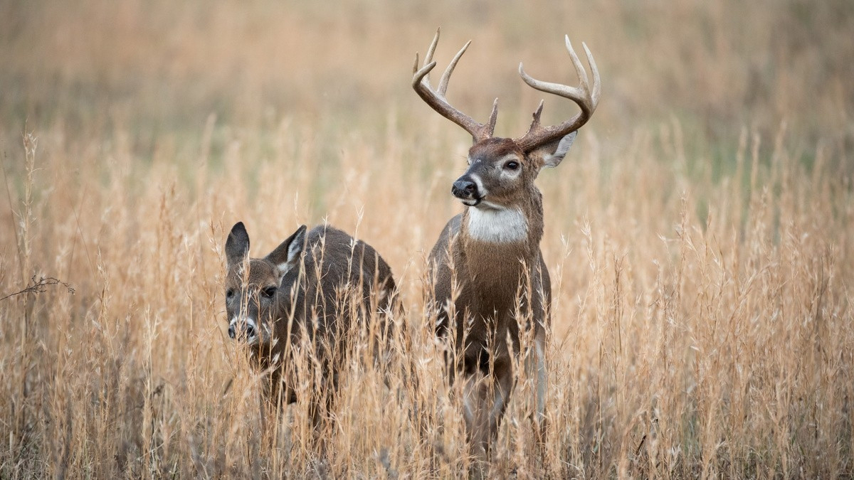 Indiana 2021 Whitetail Deer Rut Timing Predictions  When Is The White Tail Rut In Mo