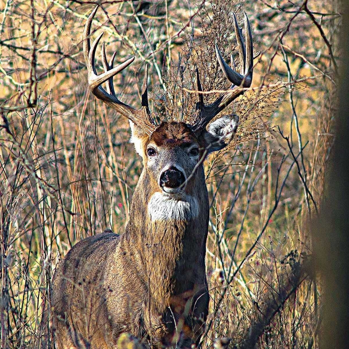 Northeast Florida Deer Rut Dates | Calendar Template Printable  Deer Second Rut Calendar Ny