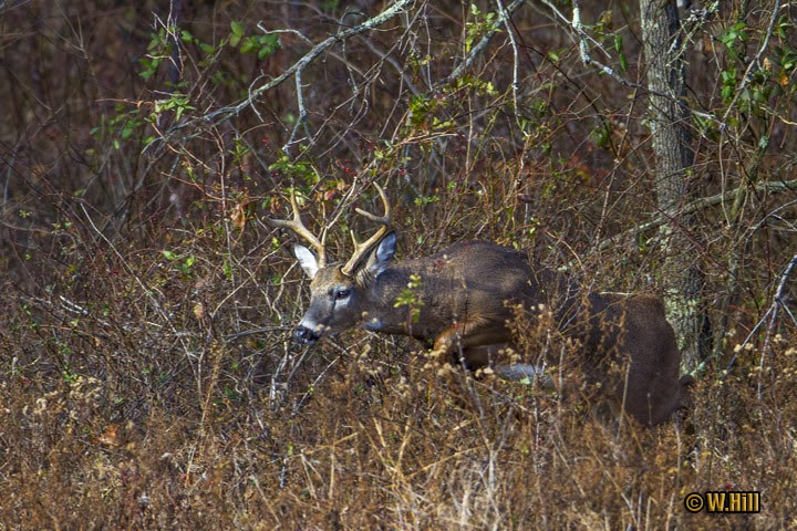 Pennsylvania Wildlife Photographer: More Whitetail Rut Images  When Is The Whitetail Rut In Pennsylvania