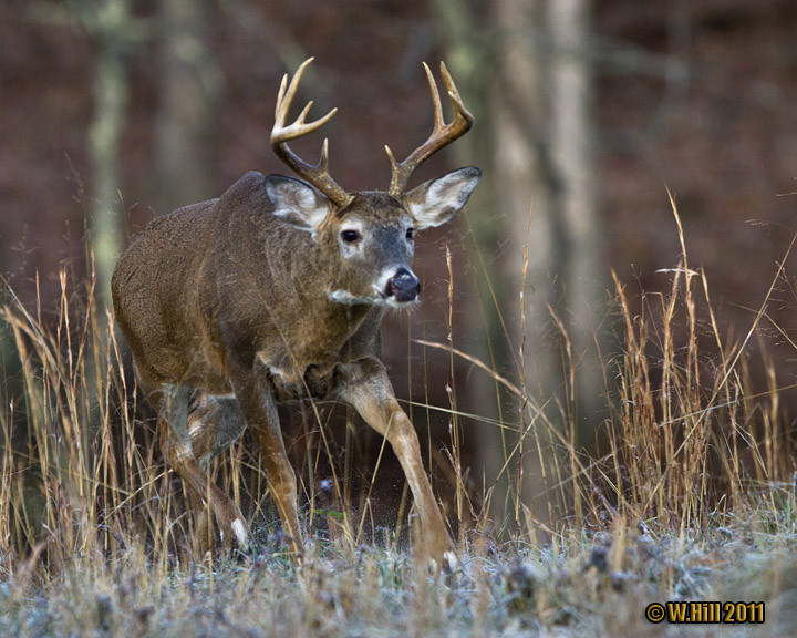 Pennsylvania Wildlife Photographer: Pa Whitetail Rut Peaks  When Is The White Tail Rut In Mo