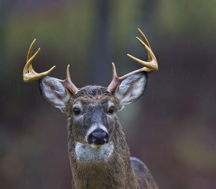 Pennsylvania Wildlife Photographer: Pa Whitetail Rut Peaks  When Is The Whitetail Rut In Pennsylvania