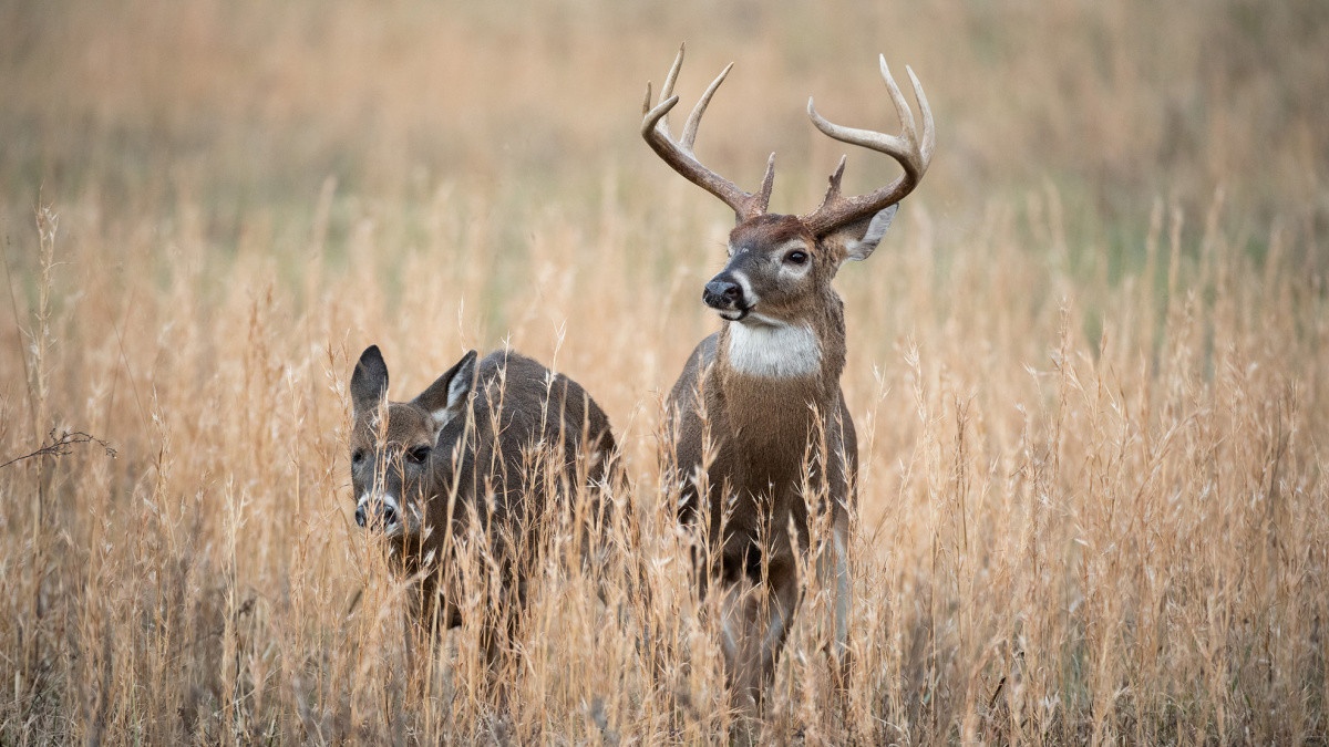 Predicting The 2020 Whitetail Rut | Meateater Hunting  When Is The Whitetail Rut In Pennsylvania