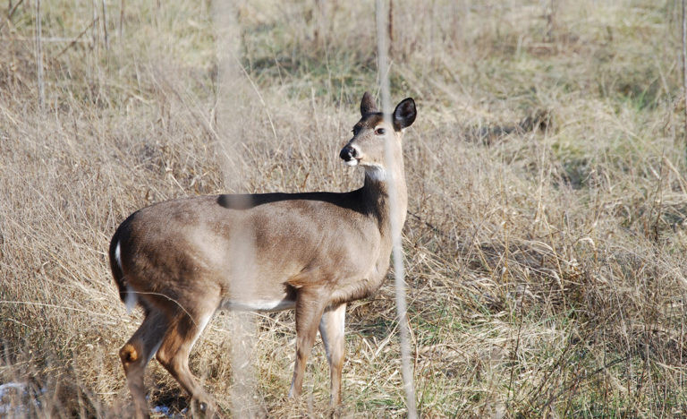 Understanding And Hunting The Second Rut | Bone Collector  Deer Second Rut Calendar Ny