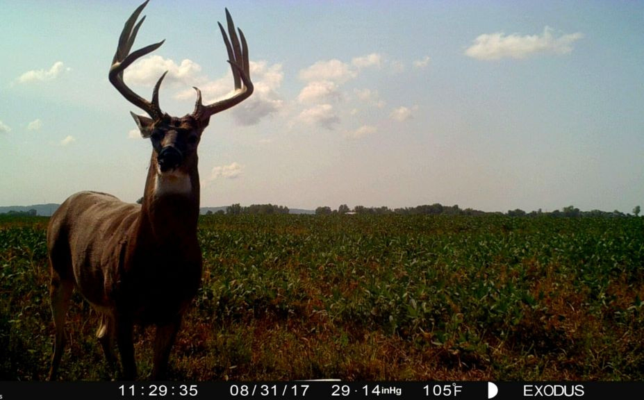 What Time To Enter A Treestand | Whitetail Habitat Solutions  When Is Whitetail Rut Expected In My