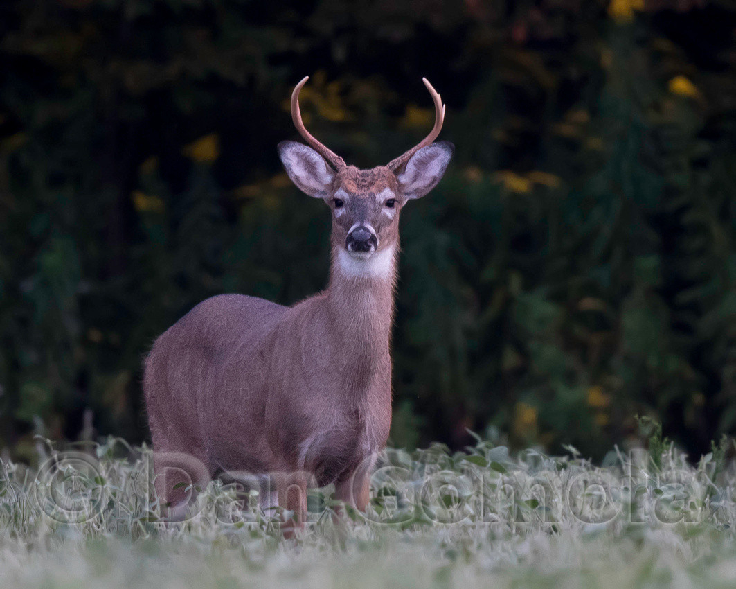 When Does Deer Rut Start In Pa | Calendar Printables Free  When Is The Whitetail Rut In Pennsylvania