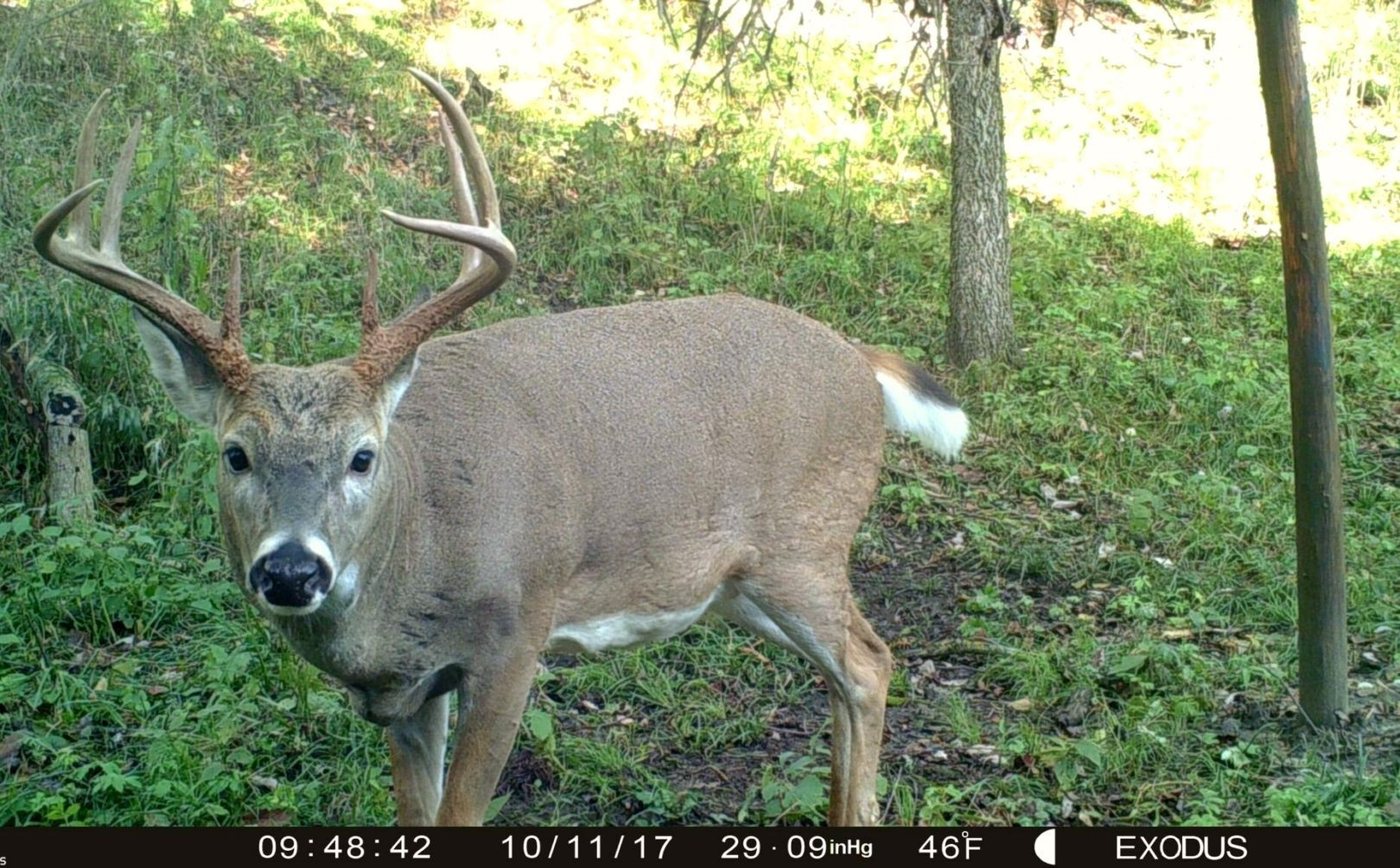 When Is The White Tail Rut In Mo Template Calendar Design