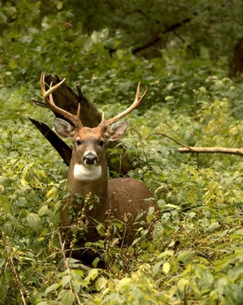 Whitetail Rut Guide For Georgia | Gone Outdoors | Your  When Is The White Tail Rut In Mo
